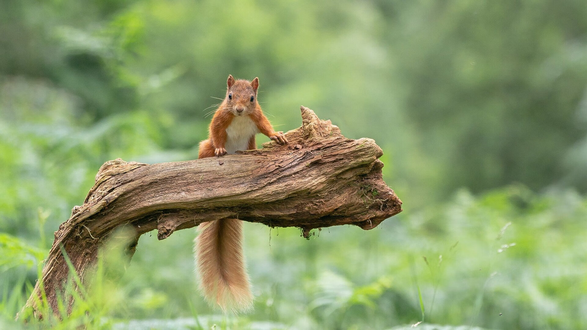 _传统体育振兴计划:传承民族体育文化_,传承民族传统体育文化有哪些