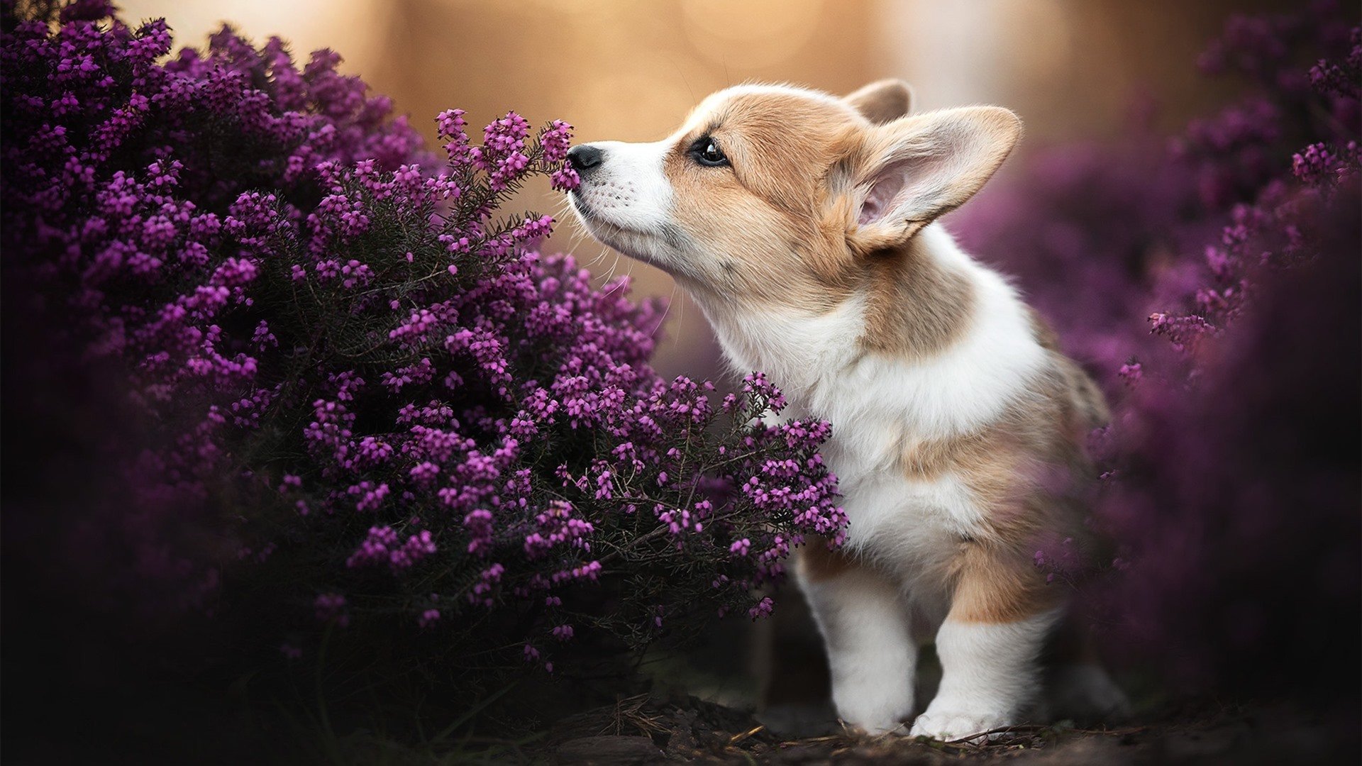 九游sports-“法甲巅峰对决：豪门对阵引爆全场”，法甲土豪